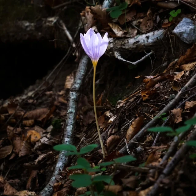 Sometimes you forget the little wonderful things in life. When you're surrounded by nature, forget work, forget money, and everything else. Stop, listen, and look more closely...

#wildlifephotography #naturephotography📷 #naturelovers #explorebulgaria #nature